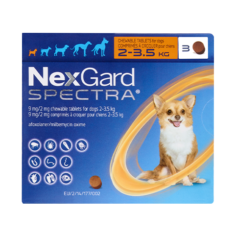 Những điều cần biết về bọ chét ở chó