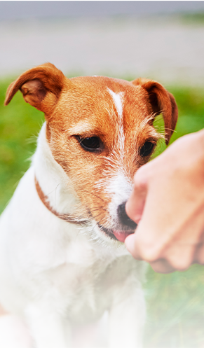 Viên nhai hàng tháng NexGard Spectra