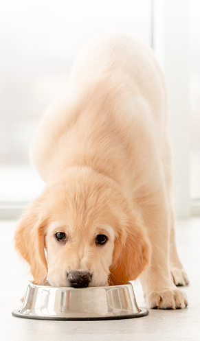 Viên nhai NexGard - Phòng và trị ngoại ký sinh trùng cho chó