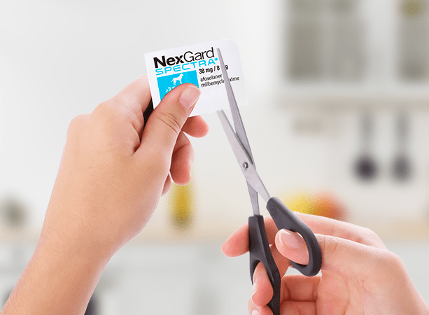 Bước 1: Cắt vỏ thuốc, lấy viên nhai NexGard SPECTRA ra khỏi vỉ