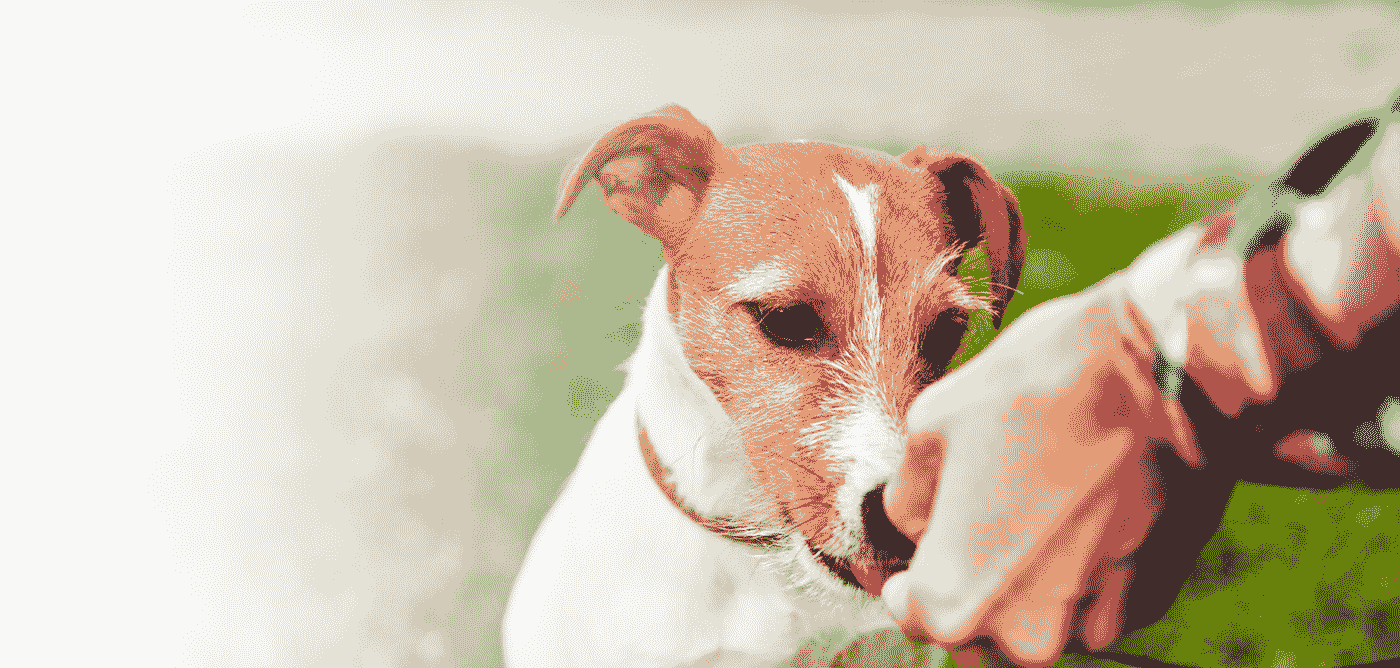 NexgardSpectra_Banner_Desktop_0-min.