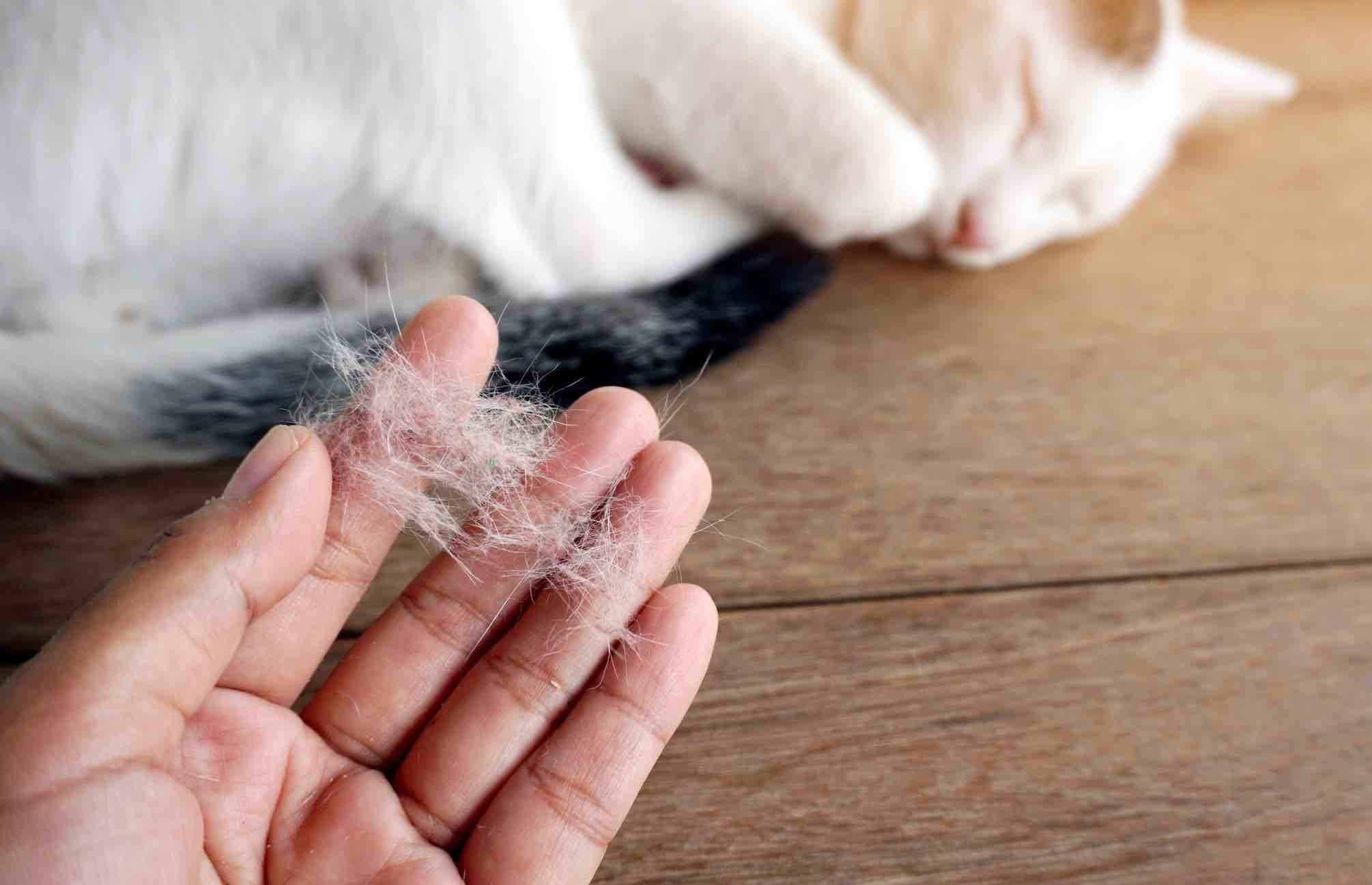 Nhận biết bệnh lý rụng lông ở mèo