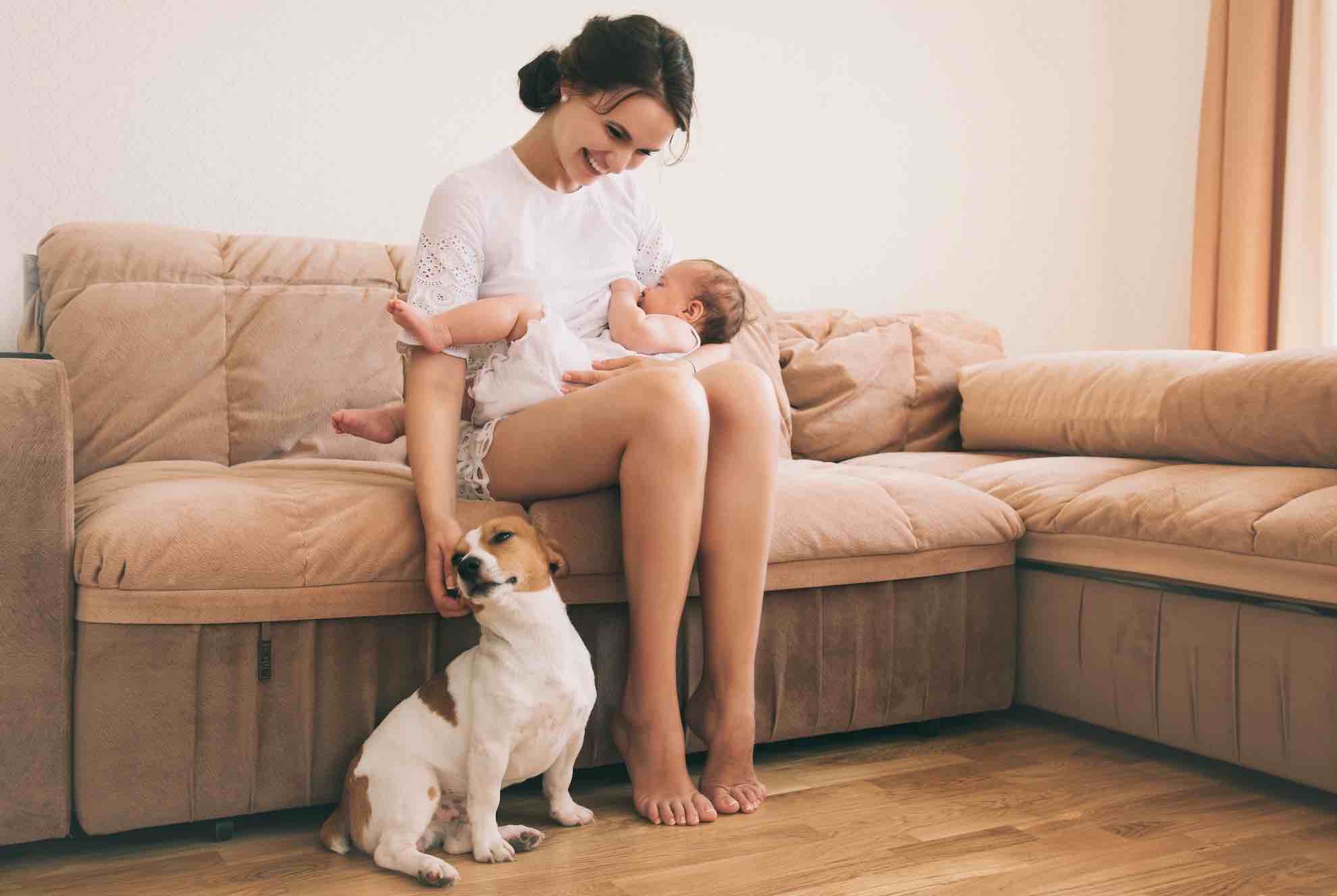 Giúp chó thích nghi với những thay đổi sắp đến