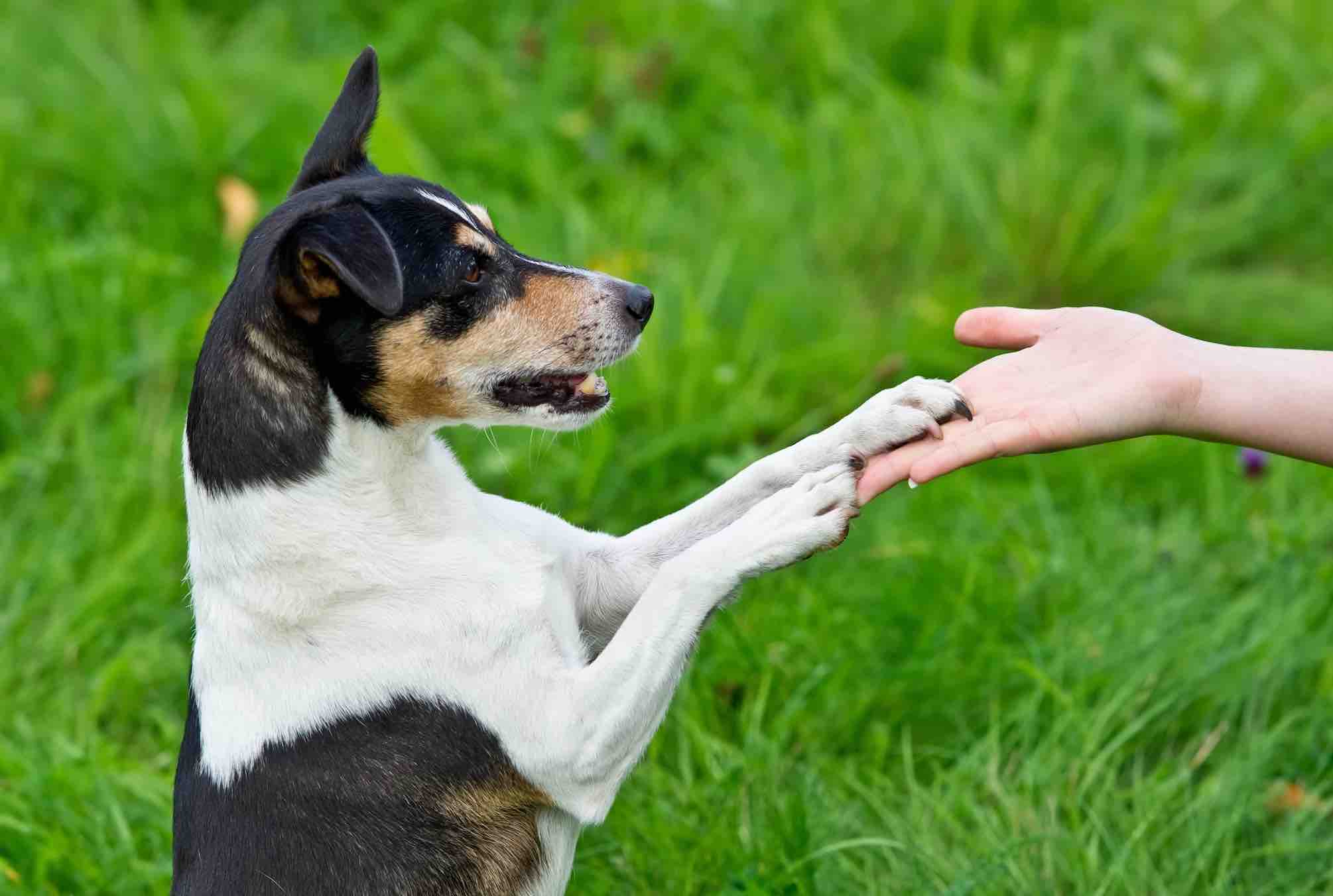 Huấn luyện chó tương tác an toàn 