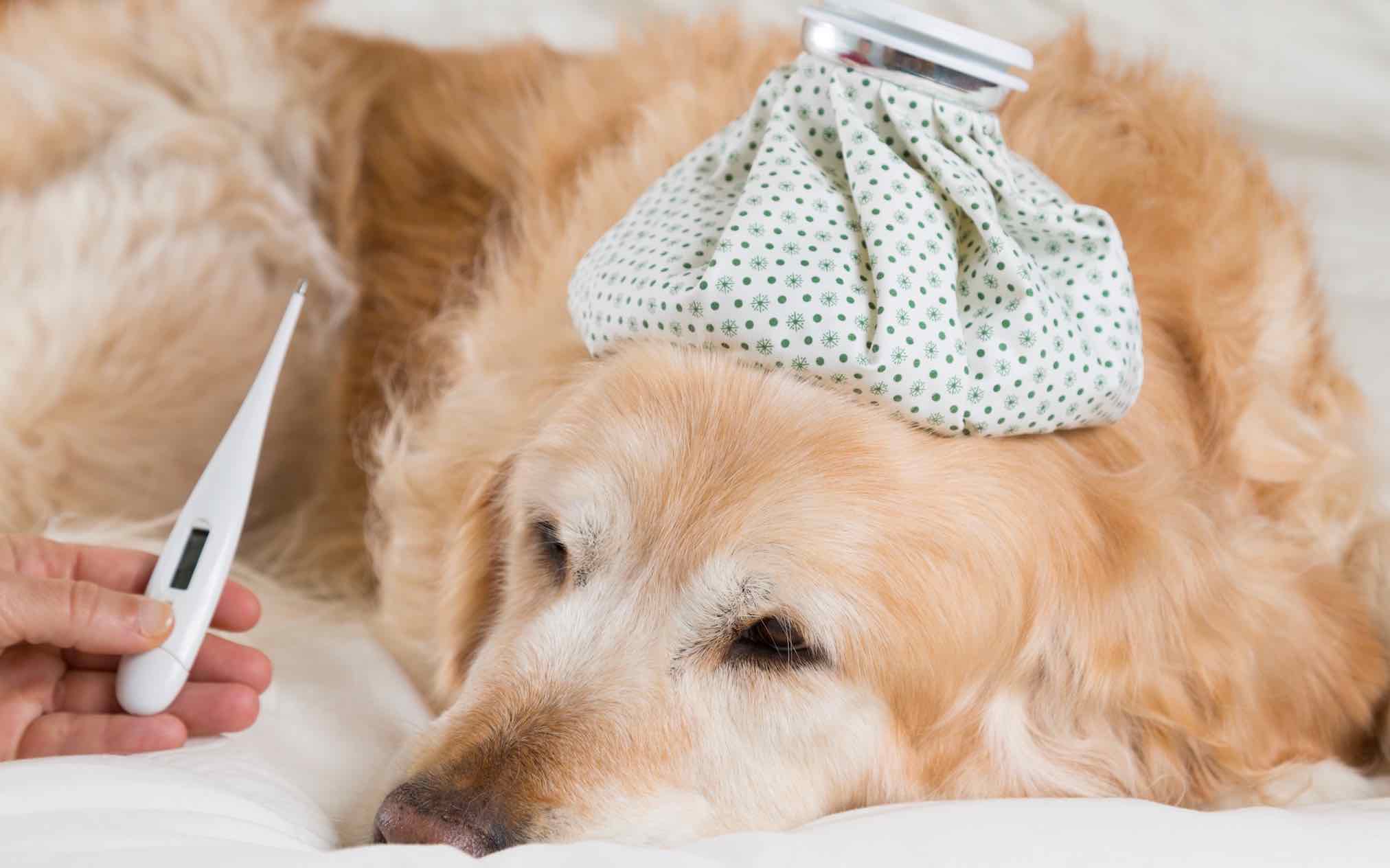 Bệnh ký sinh trùng máu Ehrlichiosis