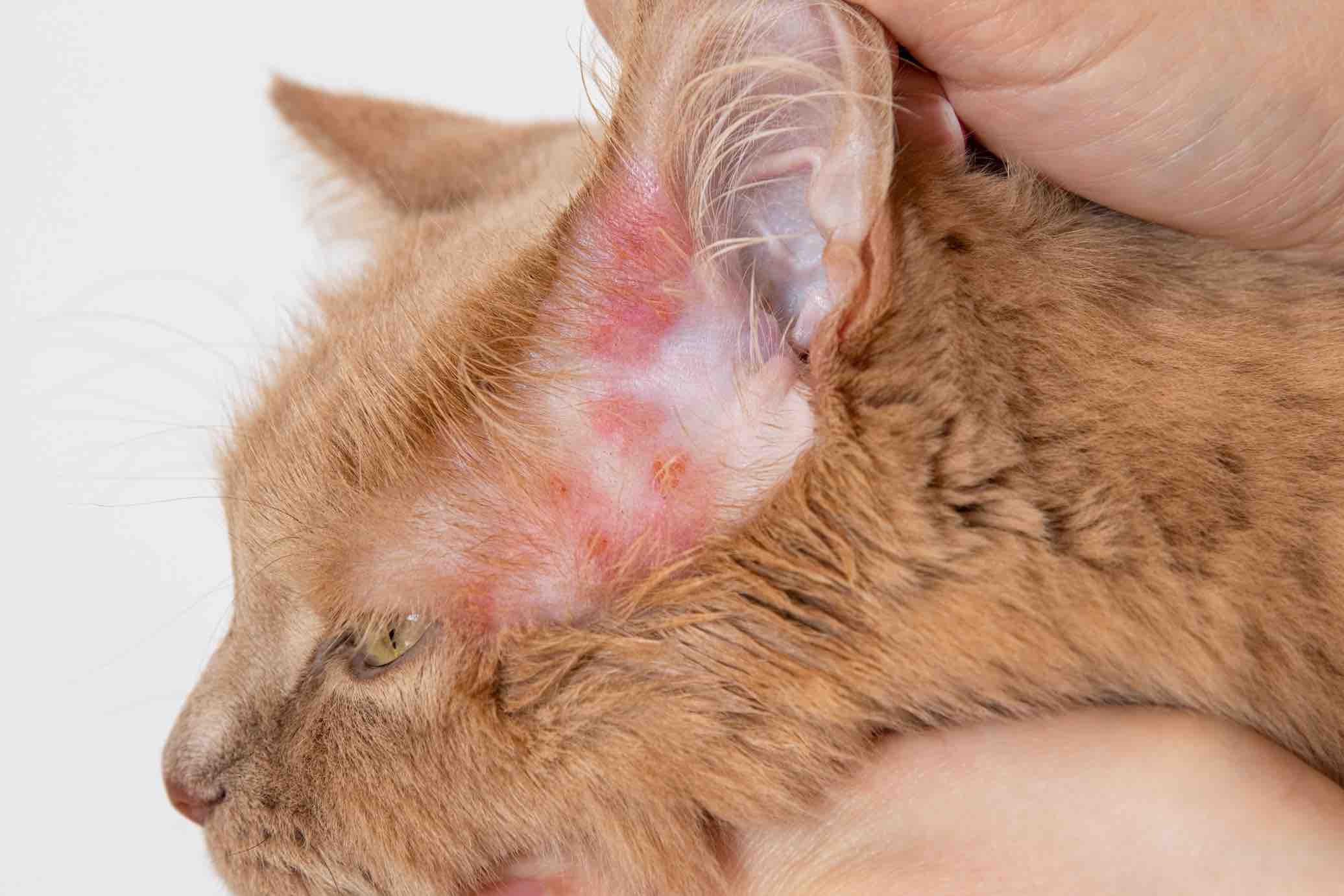 Mèo bị nhiễm ký sinh trùng