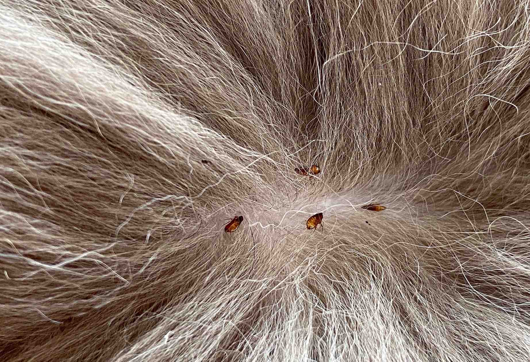 Bệnh do ngoại ký sinh trùng