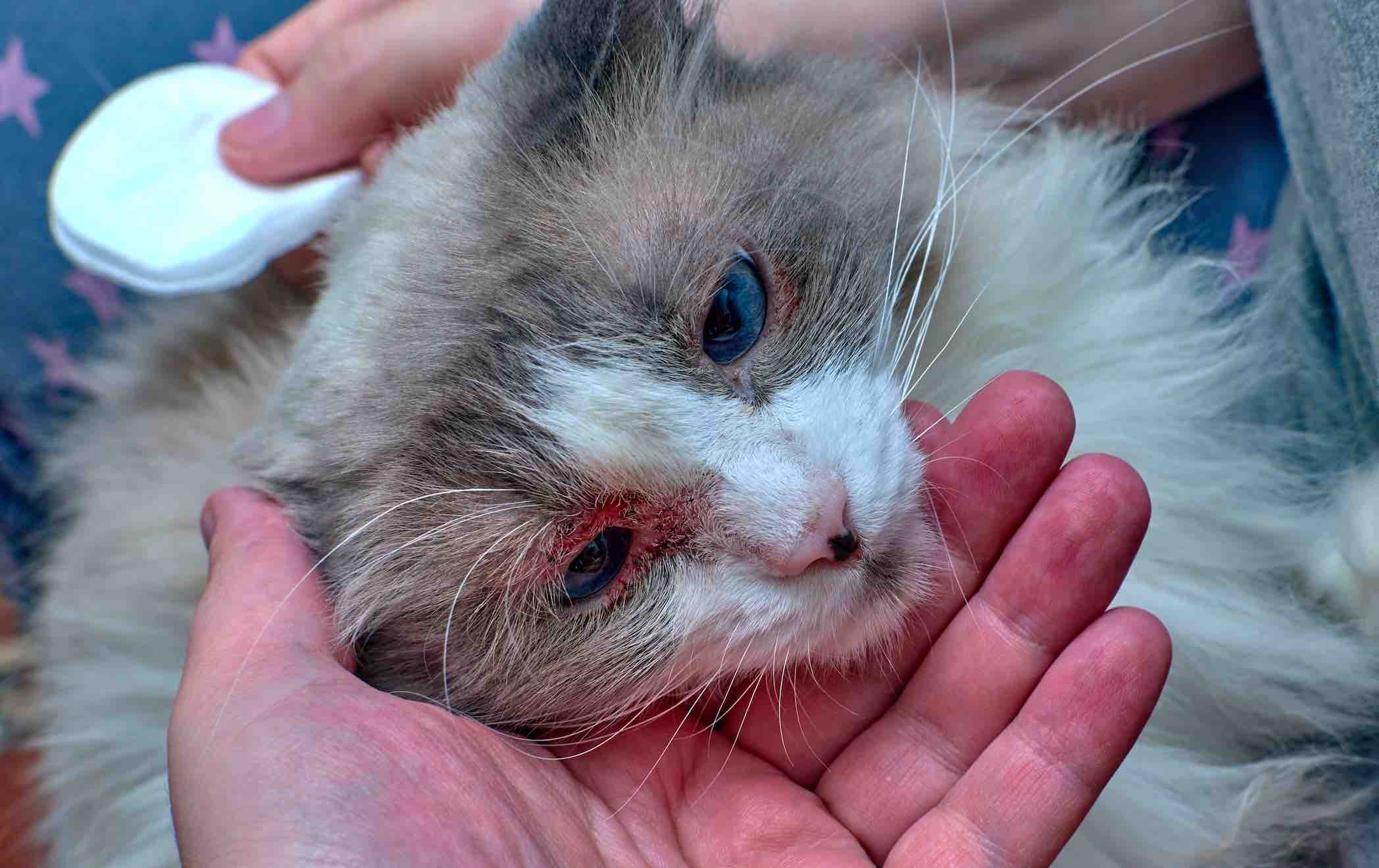 Mèo bị nấm da hoặc nhiễm khuẩn