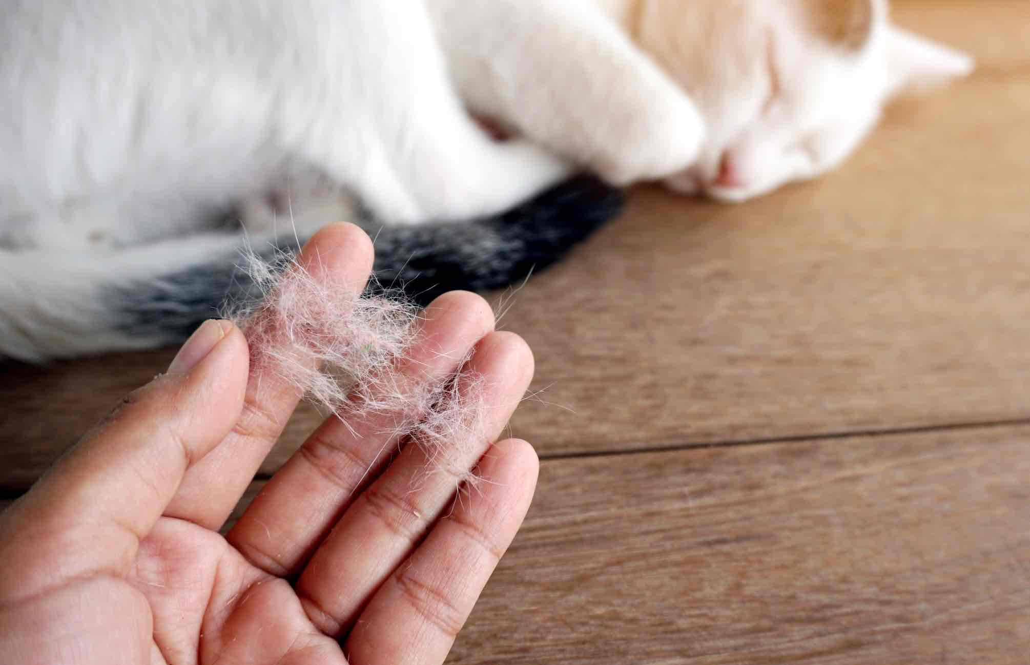 Mèo rụng lông do bệnh và thuốc