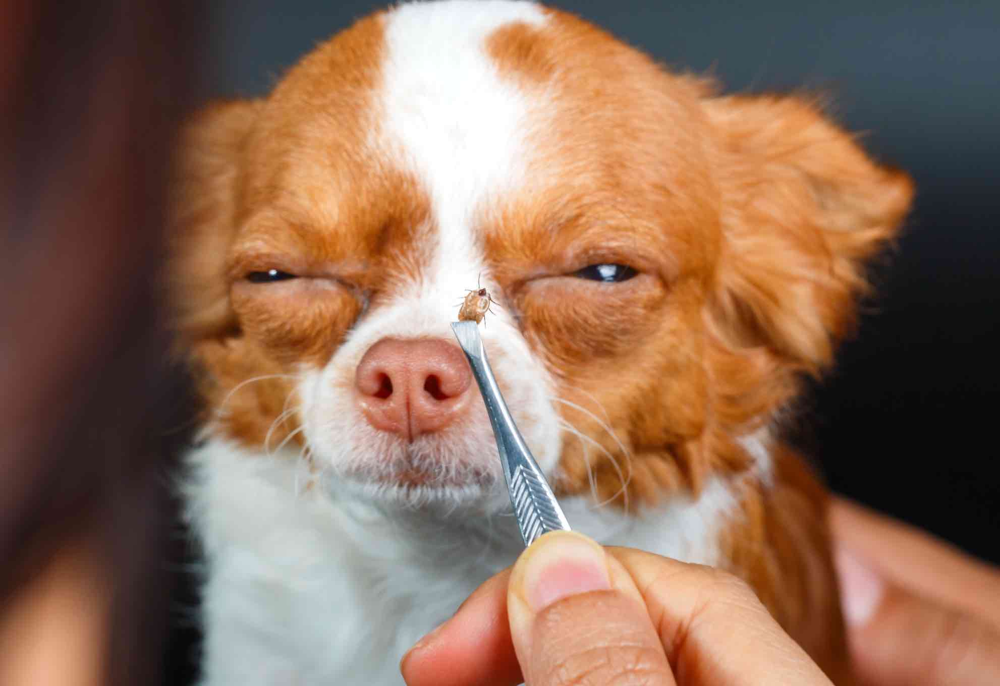 Bệnh ký sinh trùng máu Babesia