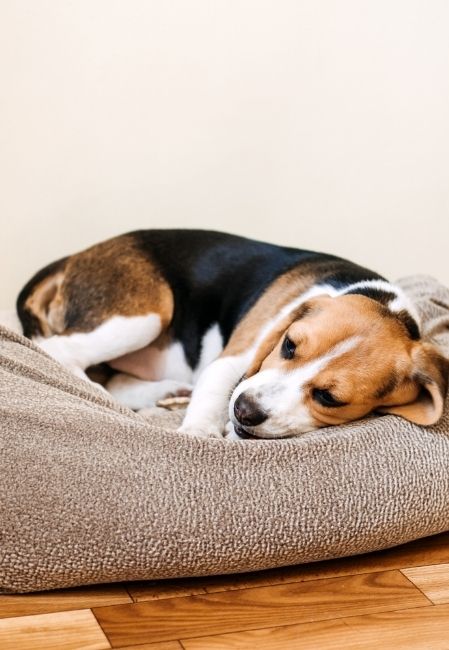 Bệnh Parvovirus ở chó là một bệnh truyền nhiễm nguy hiểm do virus CPV gây ra