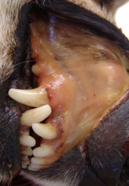 Chó mắc bệnh Lepto có niêm mạc vàng 