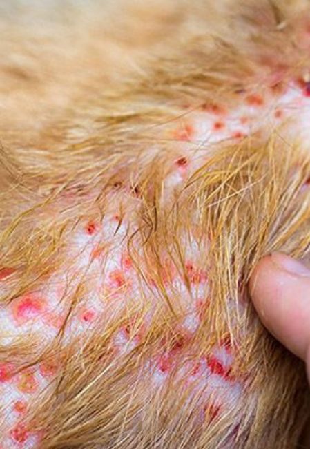 Chó bị ghẻ Demodex thường rụng lông, da đỏ, viêm nhiễm và ngứa nhẹ