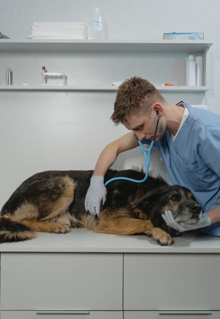 Bệnh dại không có thuốc chữa, chó nhiễm bệnh thường tử vong trong vòng 10 ngày