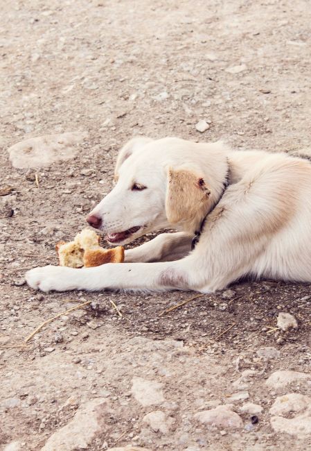 Bệnh giun tim ở chó do ký sinh trùng Dirofilaria immitis gây ra