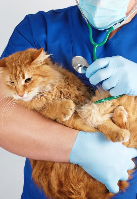 Bệnh viêm phúc mạc ở mèo (FIP) là một bệnh nghiêm trọng do virus corona ở mèo gây ra, thường dẫn đến tử vong