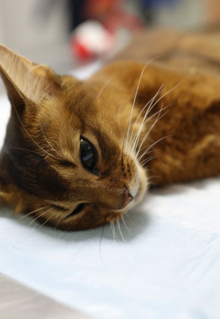 Virus FPV lây lan qua dịch tiết, phân, môi trường ô nhiễm 