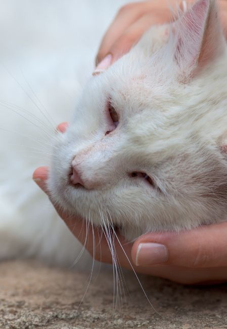 Triệu chứng bệnh giun đường ruột phổ biến ở mèo gồm sụt cân, bụng to bất thường, tiêu chảy, nôn mửa và lông xơ xác