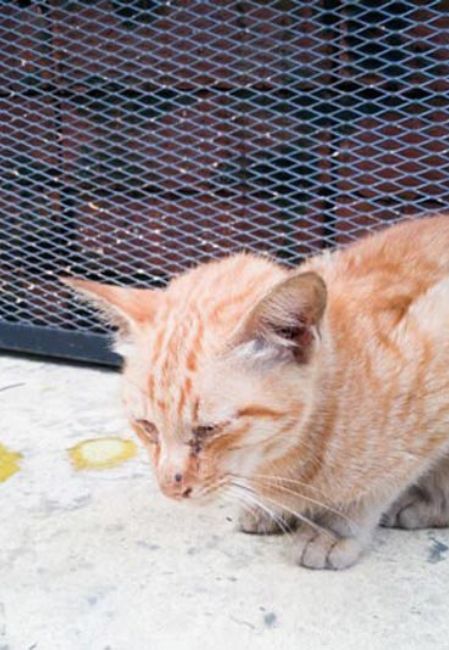 Mèo bị tiêu chảy thường đi phân lỏng, nhiều lần trong ngày, kèm theo mất nước và mệt mỏi