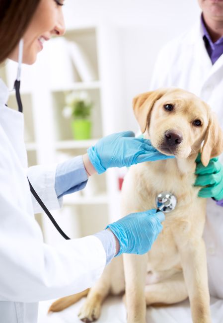 Đưa cún cưng đi khám thú y sớm giúp phát hiện và điều trị kịp thời các vấn đề sức khỏe