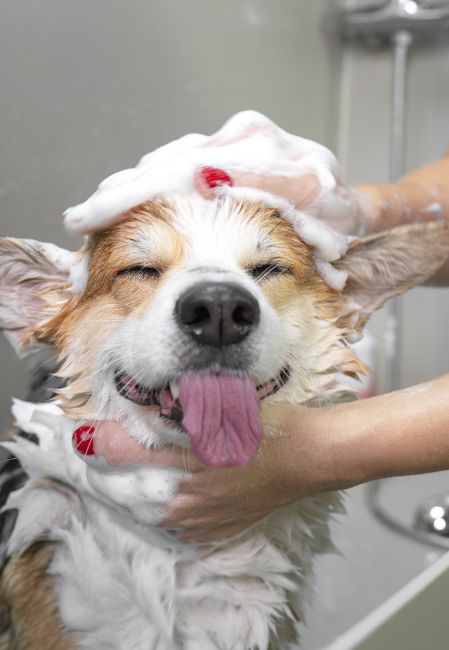 Vệ sinh cá nhân giúp chó luôn sạch sẽ và khỏe mạnh