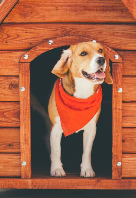 Đặt thêm đồ chơi trong chuồng giúp chó không cảm thấy nhàm chán khi ở một mình