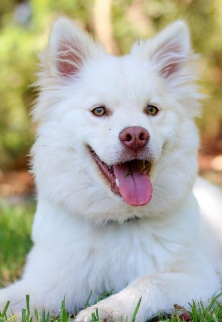 Khi trời nóng hoặc sau khi vận động mạnh, nhịp thở của chó có thể tăng lên để giúp hạ nhiệt