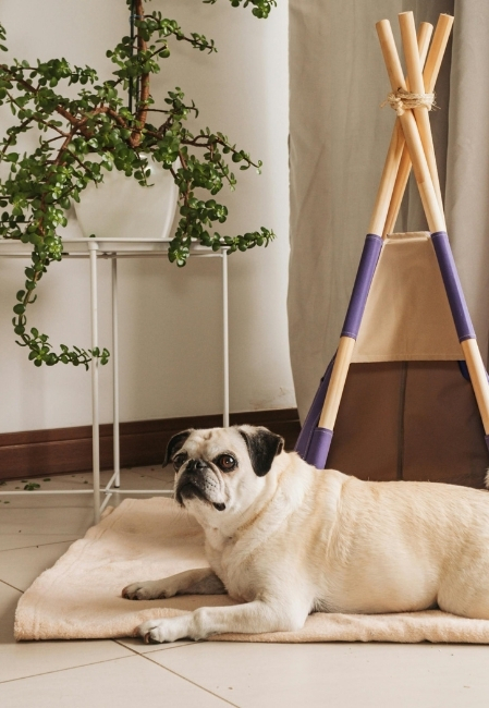 Chỗ ngủ thoải mái giúp chó phục hồi năng lượng và tăng cường hệ miễn dịch