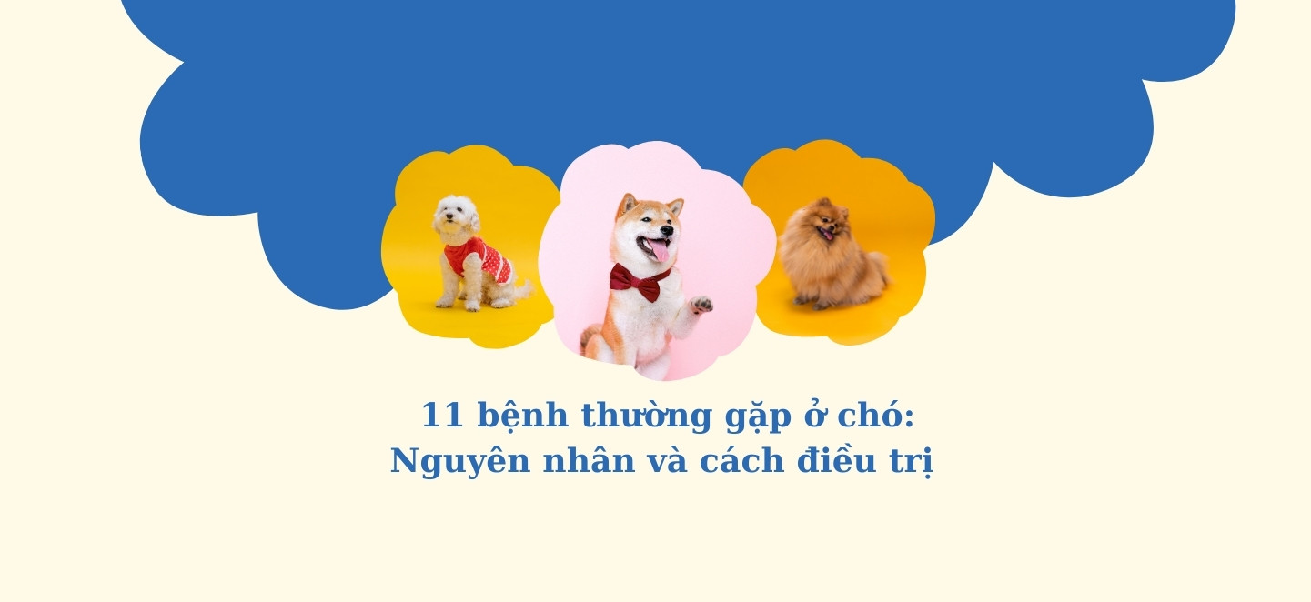 bệnh thường gặp ở chó