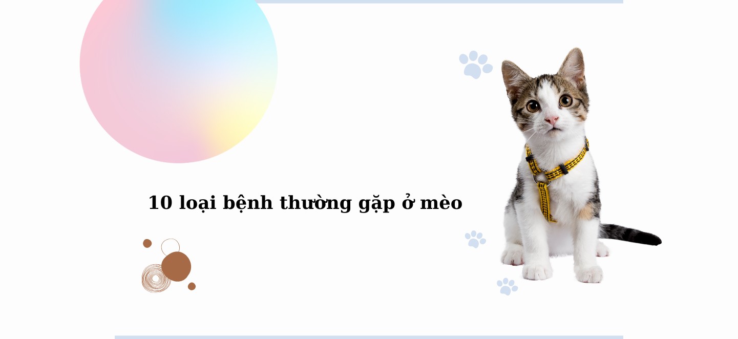 các loại bệnh thường gặp ở mèo