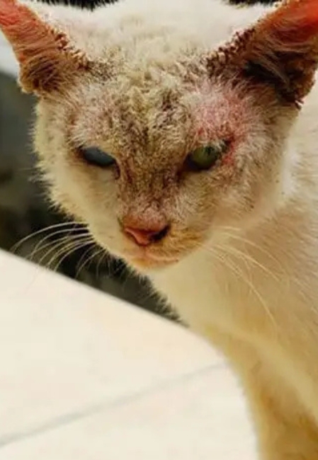 Triệu chứng thường gặp của bệnh ghẻ gồm rụng lông, da đỏ, đóng vảy, mèo gãi liên tục 