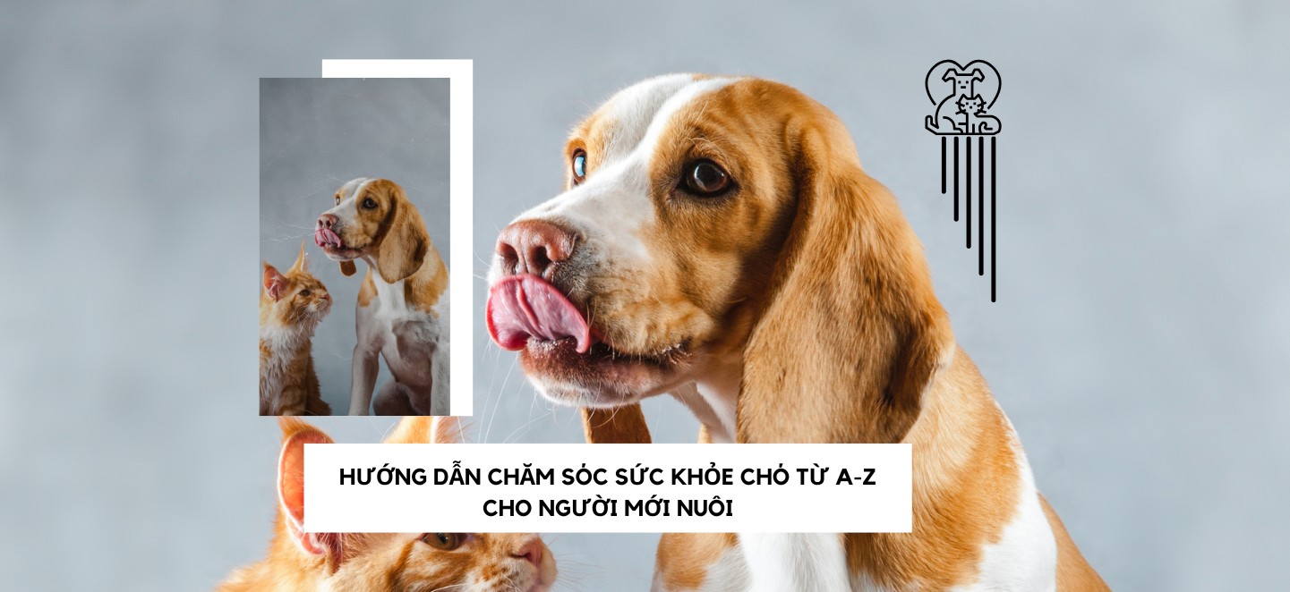 chăm sóc sức khỏe cho chó