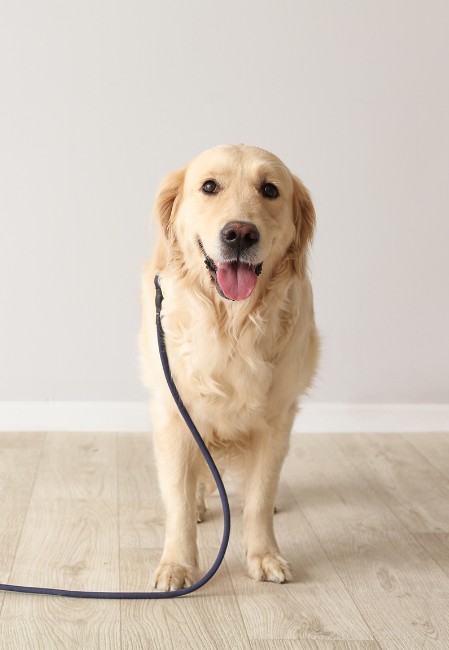 Chọn dây xích bền bỉ, chắc chắn cho chó