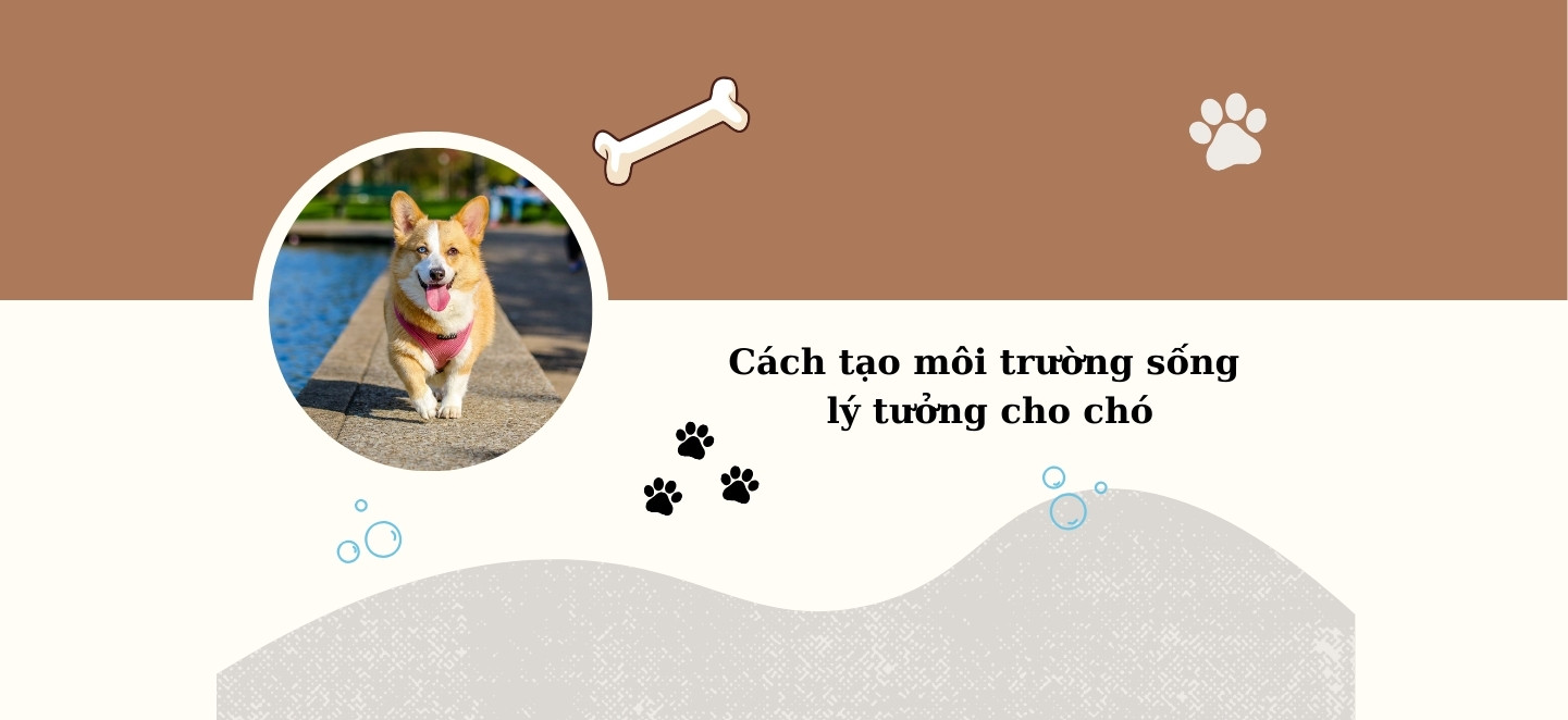 môi trường sống cho chó