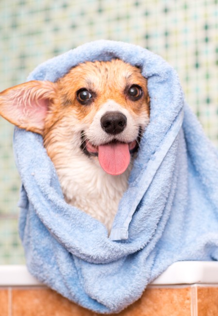 Lông sạch và mượt giúp chó cảm thấy thoải mái và giảm nguy cơ mắc bệnh da liễu