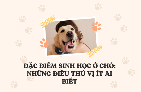 dac-diem-sinh-hoc-o-cho
