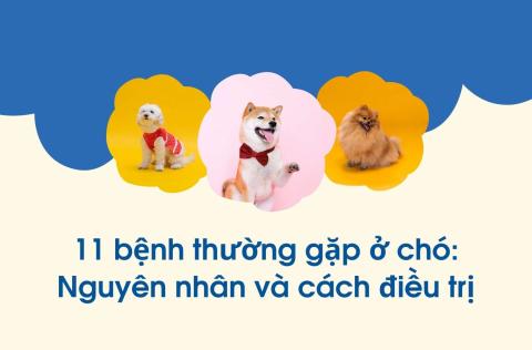 11 bệnh thường gặp ở chó: Nguyên nhân và cách điều trị