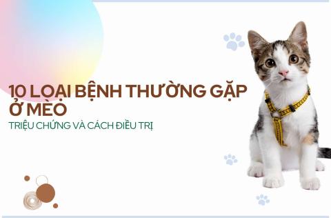10 loại bệnh thường gặp ở mèo: Triệu chứng và cách điều trị