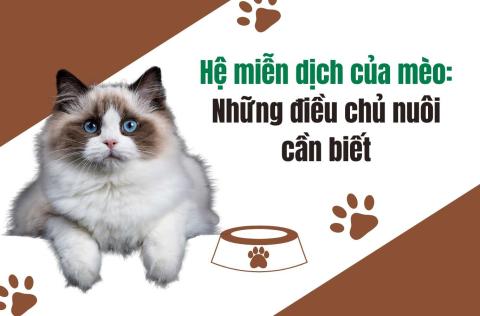 Hệ miễn dịch của mèo: Những điều chủ nuôi cần biết