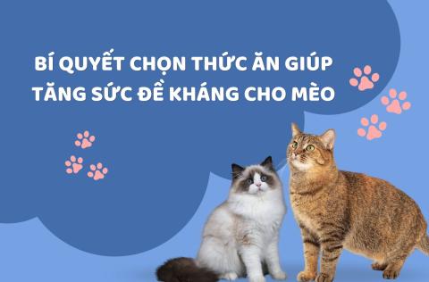 Cách chọn thức ăn giúp tăng sức đề kháng cho mèo