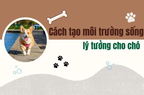 Môi trường sống cho chó